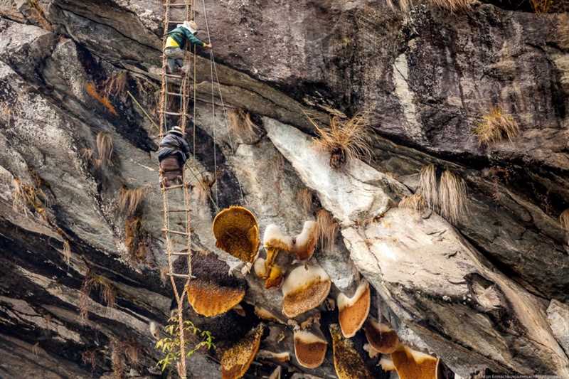 Himalaya Arıları