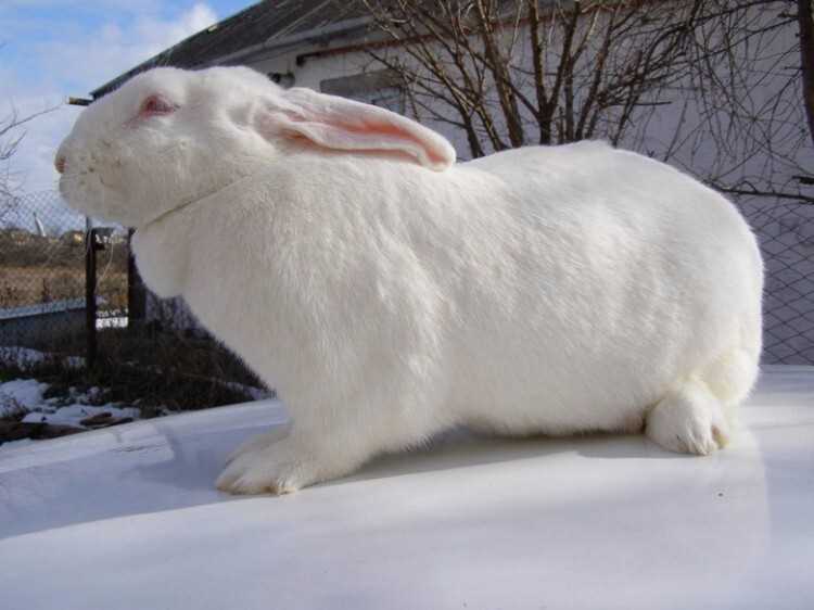 Beyaz Dev Tavşanın Bilinen Sağlık Sorunları ve Önlemleri