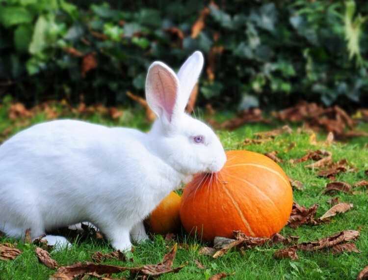 Beyaz Dev Tavşanın Özellikleri