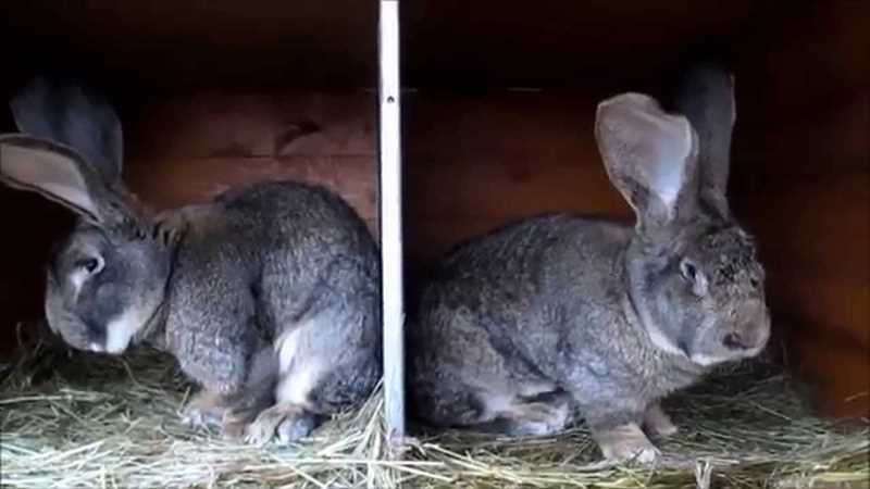 Riesen tavşanları için ideal yaşam koşulları