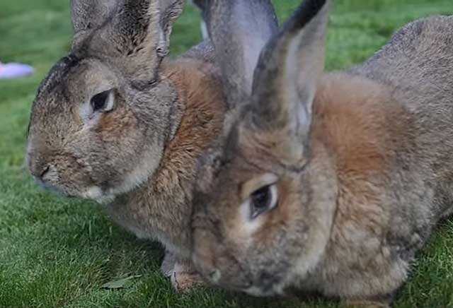 Riesen tavşanları için sağlık ve bakım