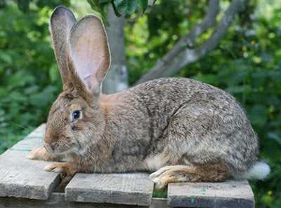 Riesen Alman Lop Tavşanları Hakkında — Alman Türe Özgü Tanım ve Standart, Temel Özellikler