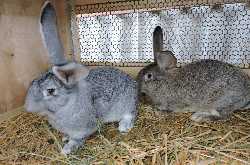 Riesen Tavşanları İçin Beslenme ve Egzersiz