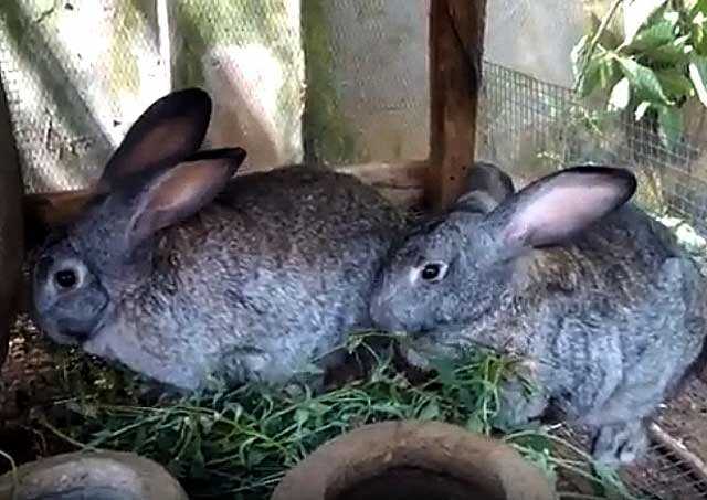 Dev tavşanların sağlık sorunları