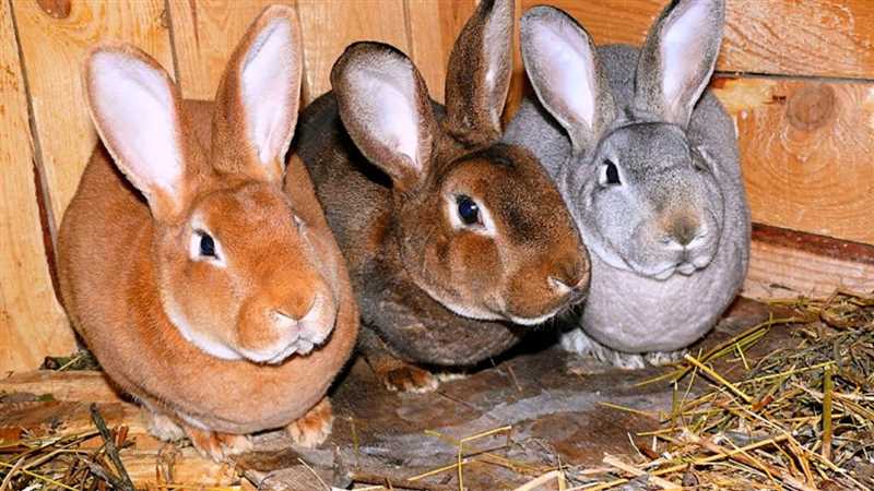 Dev tavşanların türleri