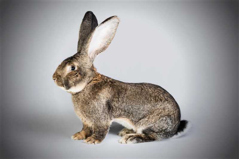 Büyük Gri Dev Tavşanında Yetiştirme ve Bakım