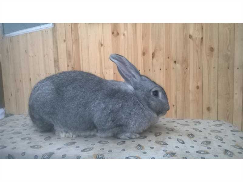 Chinchilla Tavşanı Bakımı