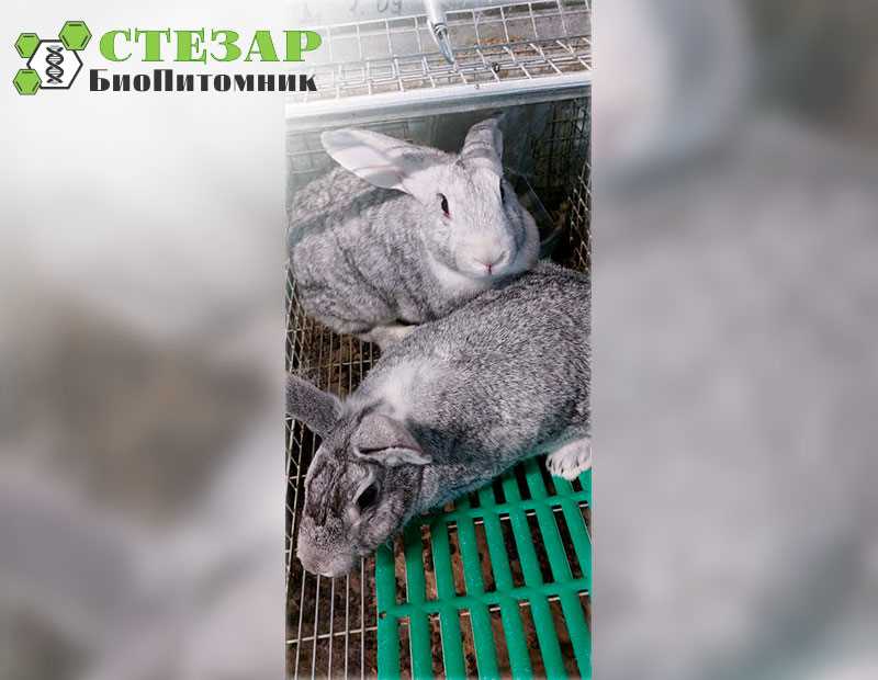 Chinchilla Tavşanı Tanımı