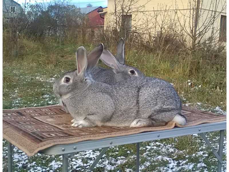 Sovyet cinsi dezavantajları