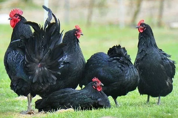 Avustralorp Tavuklarının Rengi ve Boyutları