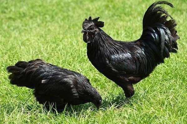 Ayam Cemani tavuğunun üretimi ve yetiştirilmesi için ipuçları