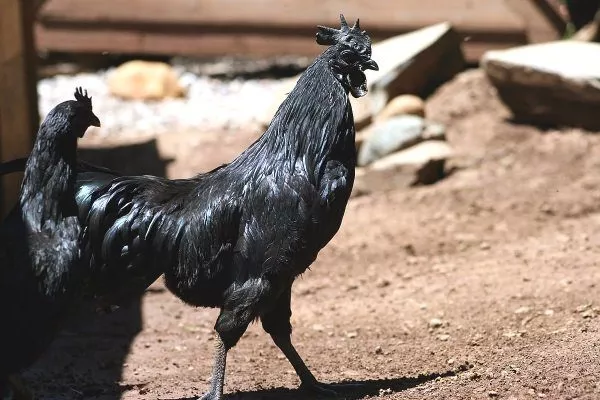 Ayam Cemani tavuğunun üremesi ve yavruları