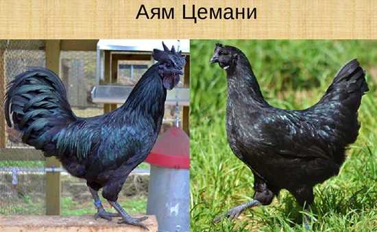 Ayam Cemani tavuğunun sağlık sorunları ve tedavisi