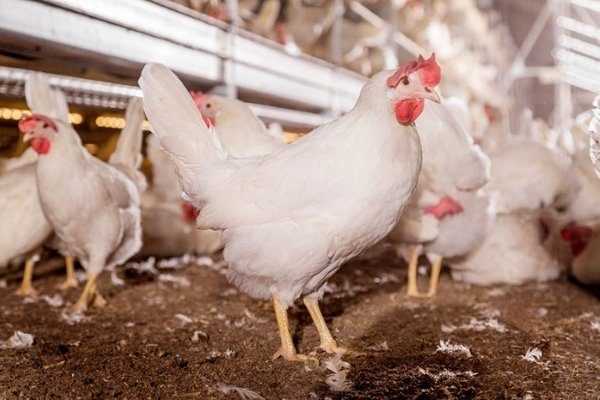 Dekalb White Tavukları: Sağlık İçin Beslenme ve Gözetim Önlemleri