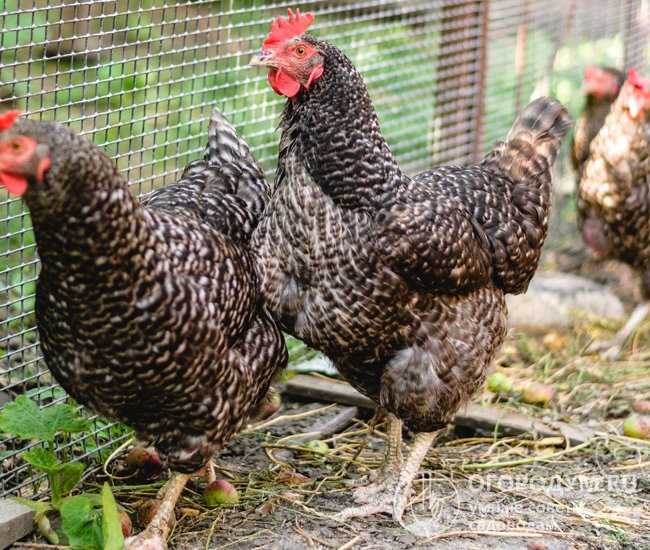 11. Domestik tavukların hastalıkları ve korunma yöntemleri