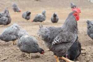6. Domestik tavukların üreme ve yumurtlama dönemleri