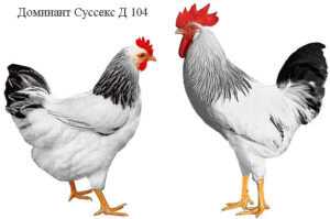 Tavuk Çiftliklerindeki Sürü Yönetimi ve İşletme
