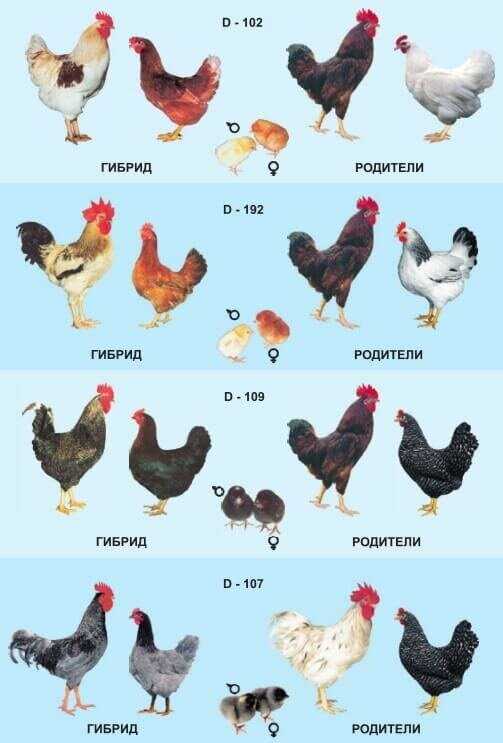 Dominant tavukların özellikleri ve nelere dikkat etmek gerekiyor?