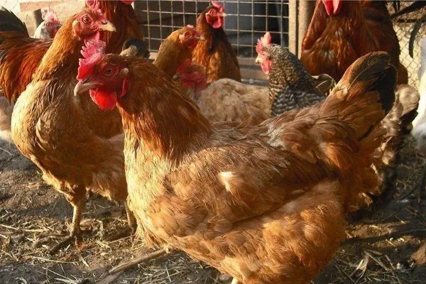 Foksi Chick tavuklarının yumurtlama davranışı ve verimliliği