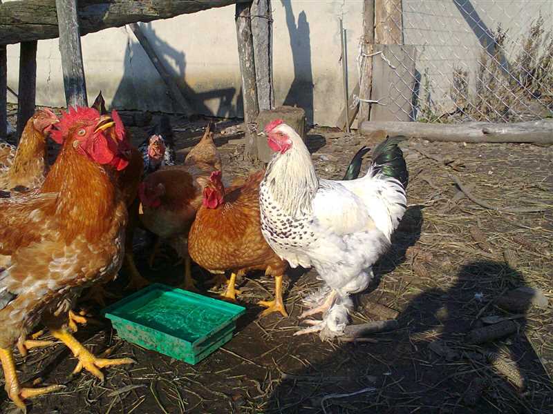 Foksi Chick tavukların sağlık sorunları ve hastalıkları