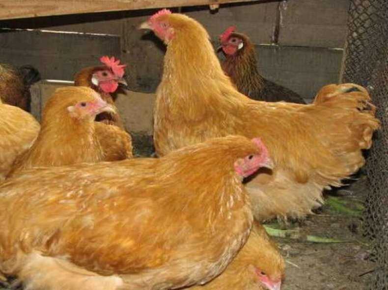 Foksi Chick tavuklarının yumurta rengi ve büyüklüğü