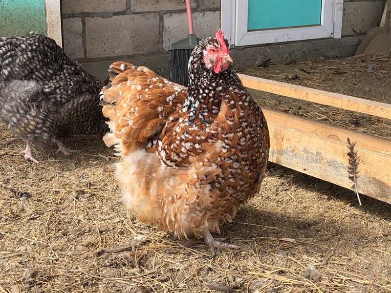 11. Orpington tavukları için uygun barınak ve tesisler nasıl yapılır?