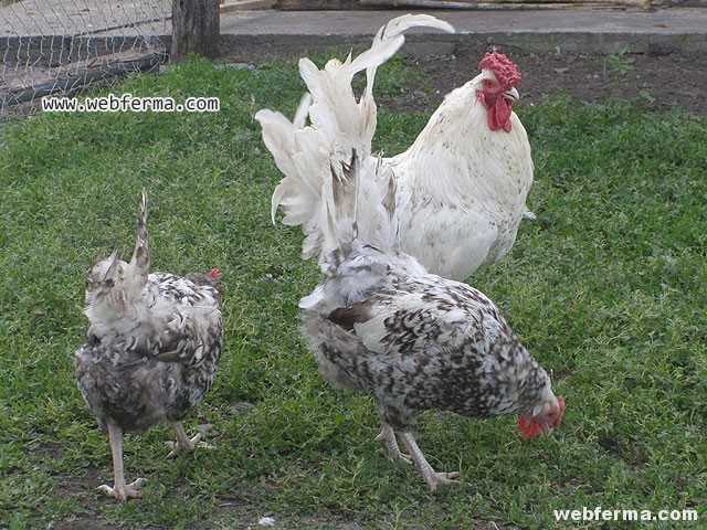 Puşkin Tavukları Üretme ve Çoğaltma Yöntemleri
