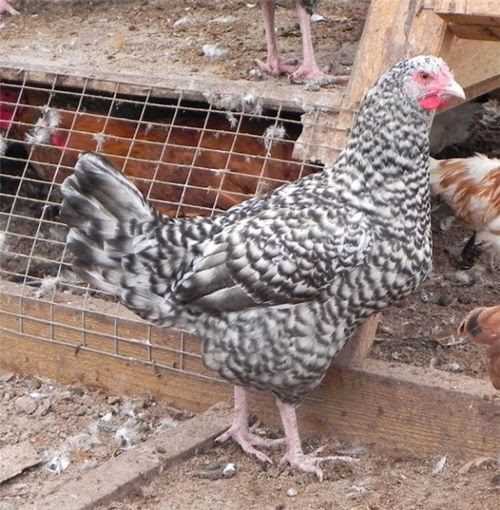 Puşkin Cinsi Tavuklar: Özellikleri ve Bakımı