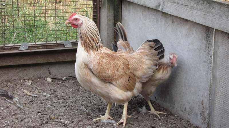 Kızılıkgünlük tavukları nasıl yetiştirilir?