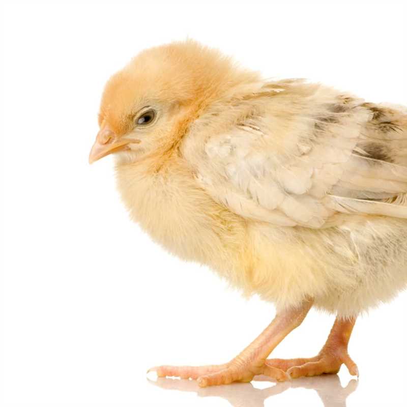 Tavuk hastalıklarını önlemek için hijyen kurallarına uymak