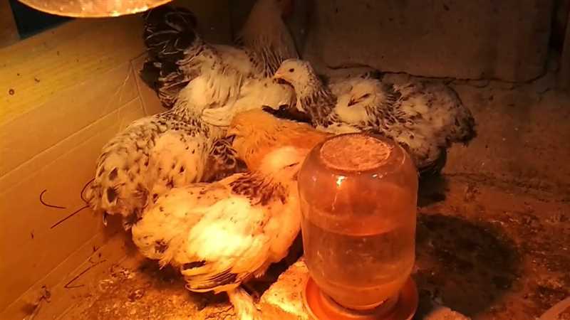 Tavuk Hastalıklarının Belirtilerini Tanımak ve Erken Müdahalede Bulunmak