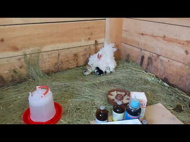 Tavuk Sağlığının Korunması İçin Önlemler