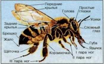 11. Arıların Bal Üretimi ve Önemi
