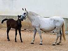 11. Lipizzan Atı Hakkında Destekleyici Organizasyonlar