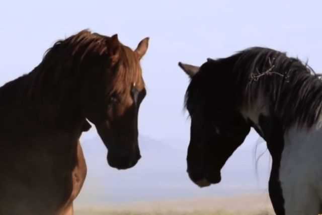 Mustang Atlarının Ekolojik Rolü ve Korunma Önemi 