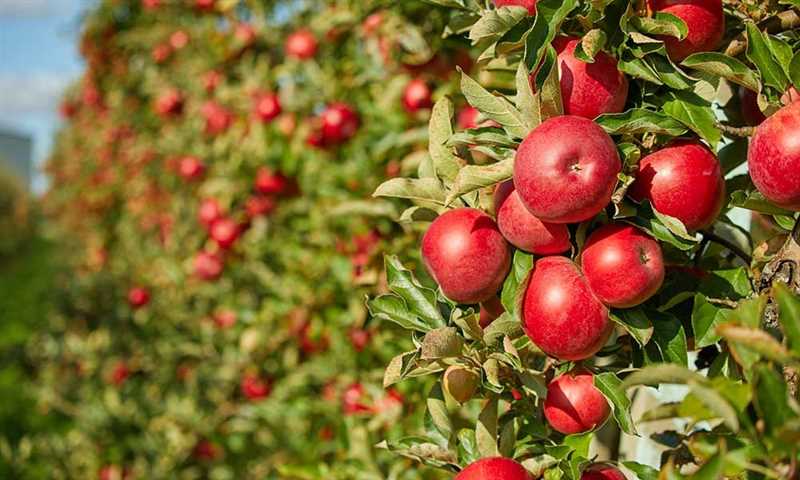 Türkiye için en iyi meyve ağaçları — bahçede hangi çeşitleri dikmek daha iyidir?