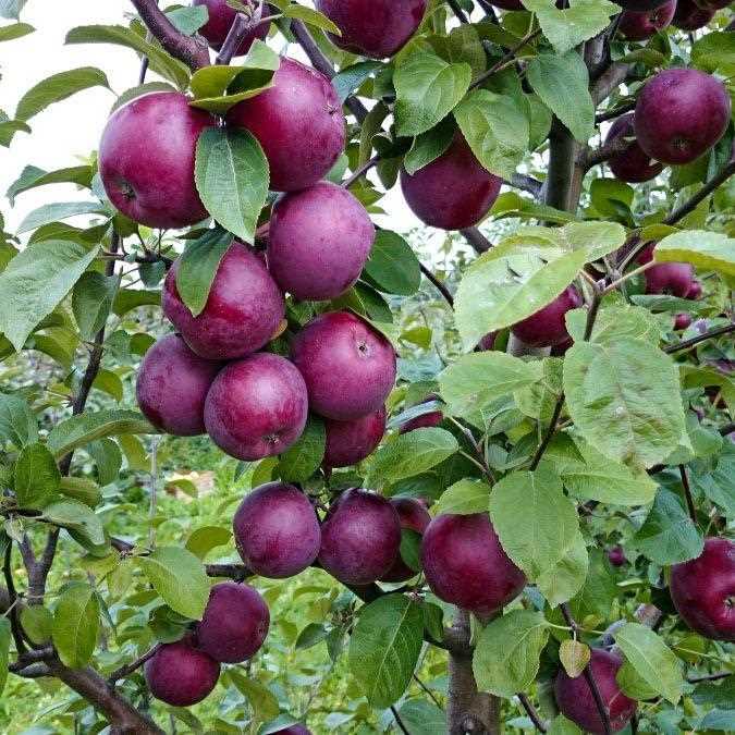 11. Meyve Ağaçları Yetiştirme İpuçları