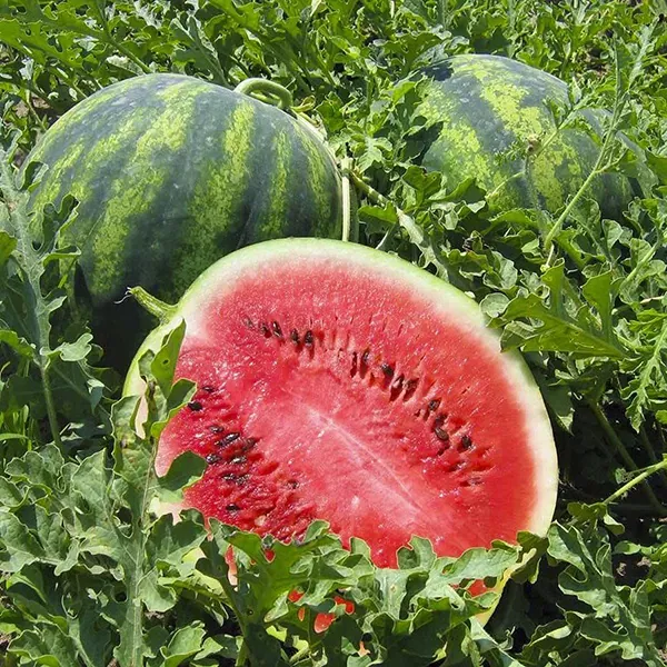 Hızlı Büyüyen Karpuzlar İçin En İyi Tohumlar