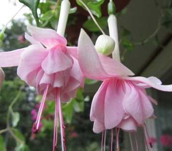 Fuchsia Türleri Tanımları