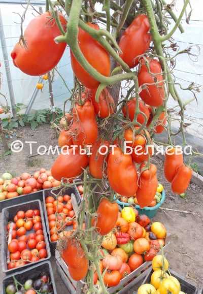 11. Meyve ve Sebzeler İçin İdeal Bir Seçim: Domates