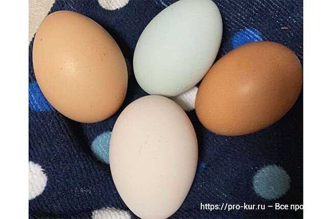 Tavuklarda Sarı Olmayan Yumurtaların Nedenleri
