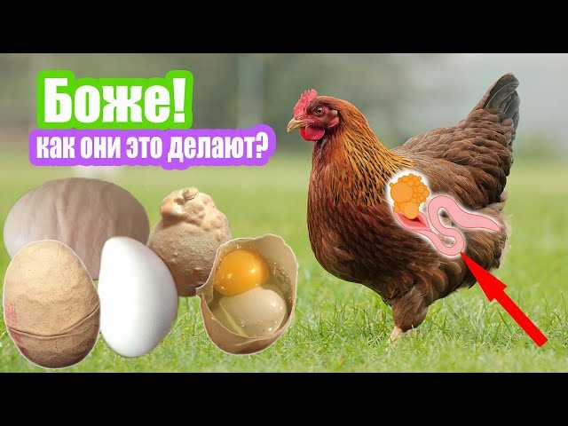 Sarı olmayan yumurtaların sağlık açısından bir riski var mı?