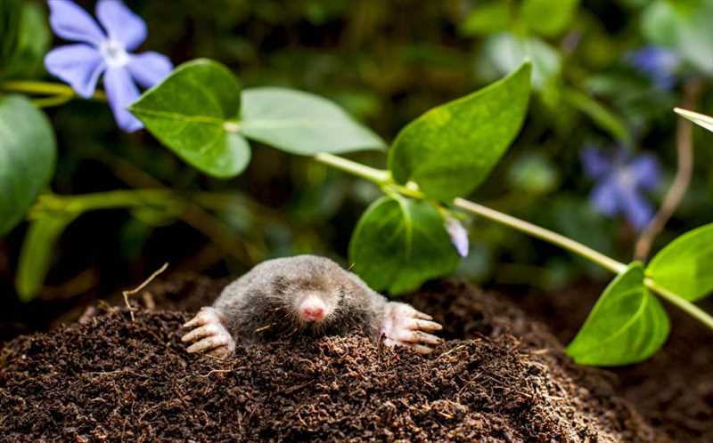 Sıçanları bahçenizden uzak tutmanın etkili yolları