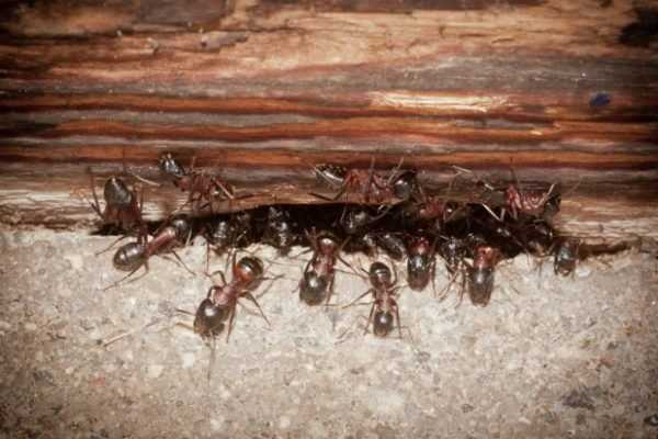 Karınca Kolonilerinin Zararları