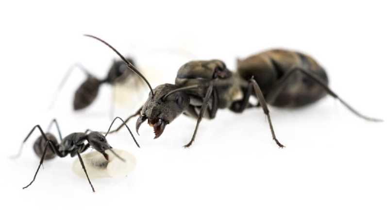 Karınca Mücadelesinde Doğal Yöntemler