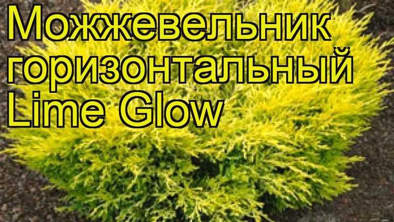Lim Glow Ardıcı'nın Yaprakları Nasıl Tedavi Edilir?