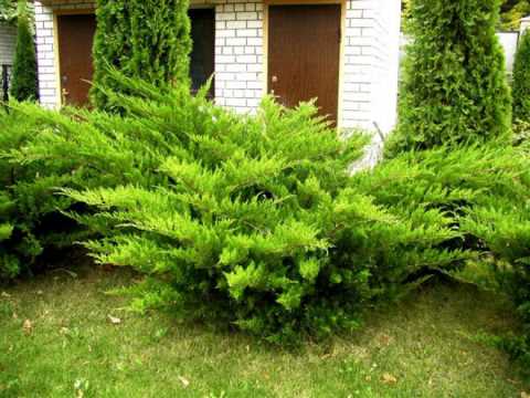 Mint Julep Juniperus Bakımı