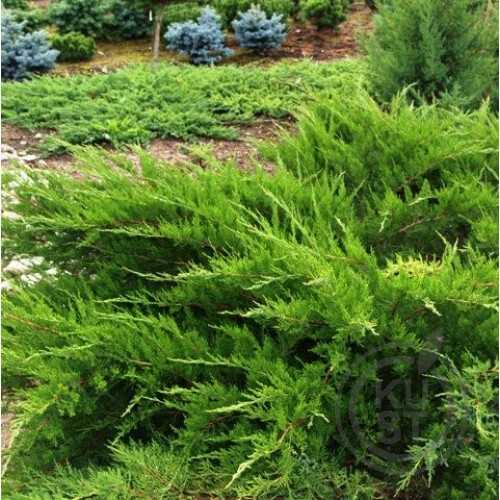 Mint Julep Juniperus Nasıl Dikilir?