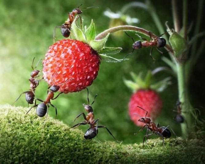 Karınca Sorunu Nedir?