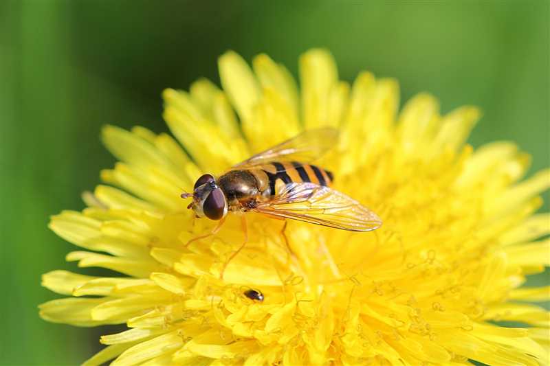  11. Arı Sineği ve Arı Sineği Larvalarının Zararları 